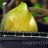 Инжир, Ficus carica, карликовая форма - Инжир, Ficus carica, карликовая форма, размер плодов.