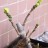 Инжир, Ficus carica, карликовая форма - Инжир, Ficus carica, карликовая форма. Весна образовавшиеся плоды.