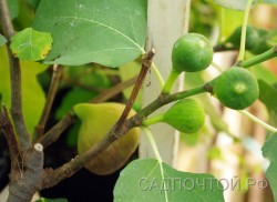 Инжир, Ficus carica, карликовая форма