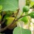 Инжир, Ficus carica, карликовая форма - Инжир, Ficus carica, карликовая форма