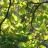 Катальпа яйцевидная, Catalpa ovata - Catalpa_ovata_Knyajevv4.jpg