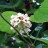 Катальпа яйцевидная, Catalpa ovata - Catalpa_ovata_1_Knyajevlr.jpg