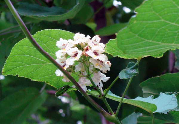Катальпа яйцевидная, Catalpa ovata  Сеянцы из дальневосточных семян. Декоративное красивоцветущее древесное растение с крупными листьями и оригинальными плодами. Родина - центральный Китай. Одна из наиболее зимостойких катальп. Выращивается и плодоносит в районе Владивостока. Известны примеры успешного выращивания садоводами-любителями и с средней полосе. В регионах, где сильно подмерзает, может выращиваться как многолетник. В этом случае растение регулярно коротко обрезается. Фото В.В. Княжева