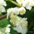 Актинидия коломикта, Actinidia kolomikta, женские растения - Актинидия коломикта, Actinidia kolomikta, мужские цветы