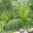 Ива пурпурная "Грацилис", Salix purpurea "Gracilis" - Ива пурпурная "Грацилис", Salix purpurea "Gracilis"