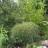 Ива пурпурная "Грацилис", Salix purpurea "Gracilis" - Ива пурпурная "Грацилис", Salix purpurea "Gracilis" после стрижки.