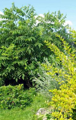 Орех серый, Juglans cinerea, сеянцы из местных семян, набор из 3 растений