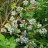 Голубика садовая "Блюкроп", Vaccinium corymbosum "Bluecrop" - Голубика садовая "Блюкроп (Bluecrop)". Ветви с ягодами.