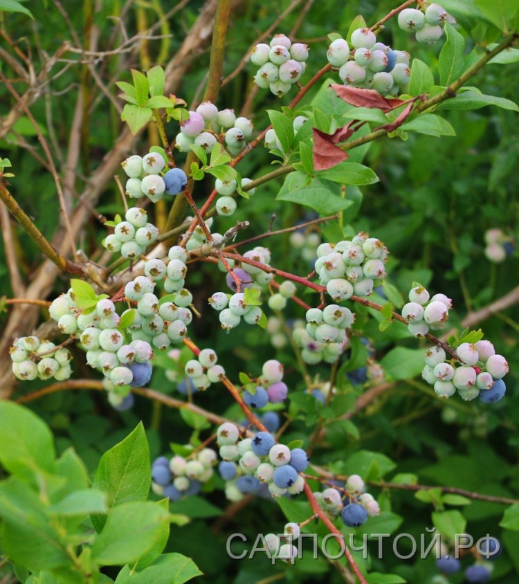 Голубика садовая "Блюкроп", Vaccinium corymbosum "Bluecrop"