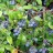 Голубика садовая "Блюкроп", Vaccinium corymbosum "Bluecrop" - Голубика садовая "Блюкроп (Bluecrop)", плодоношение.