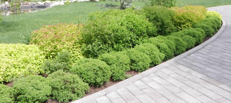 Спирея японская, "Грин Карпет", Spiraea japonica "Green Carpet" 