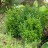 Самшит вечнозеленый, Buxus sempervirens, устойчивая форма - Buxus_sempervirens_2eqjo.jpg