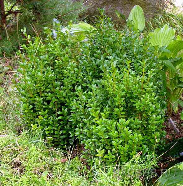 Самшит вечнозеленый, Buxus sempervirens, устойчивая форма