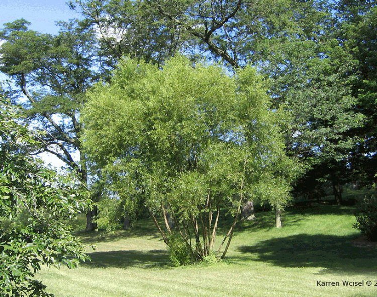 Ива черная, Salix nigra