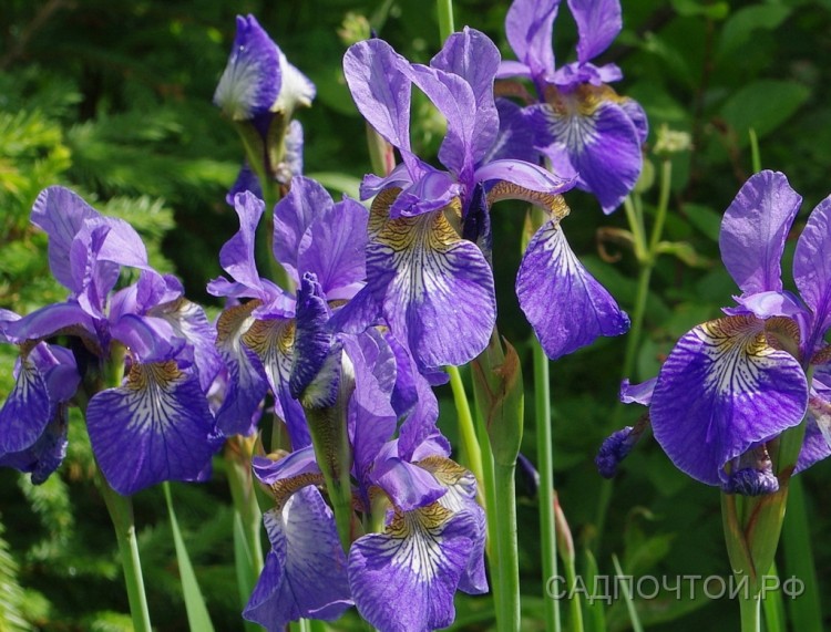 Ирис сибирский, Iris sibirica Наиболее зимостойкий, неприхотливый и быстро растущий вид ирисов. Хорошо растет как на Севере (вплоть до Архангельска), так и на Юге.
- Цветение - июнь. Цветки сине-фиолетовые, на длинных, 50-70 см,  вертикальных стеблях.
- Быстрее разрастается и дает больше цветков по сравнению с бородатыми ирисами.
- Может расти на пониженных, переувлажненных участках с высоким уровнем грунтовых вод, там, где бородатые ирисы расти не могут.
