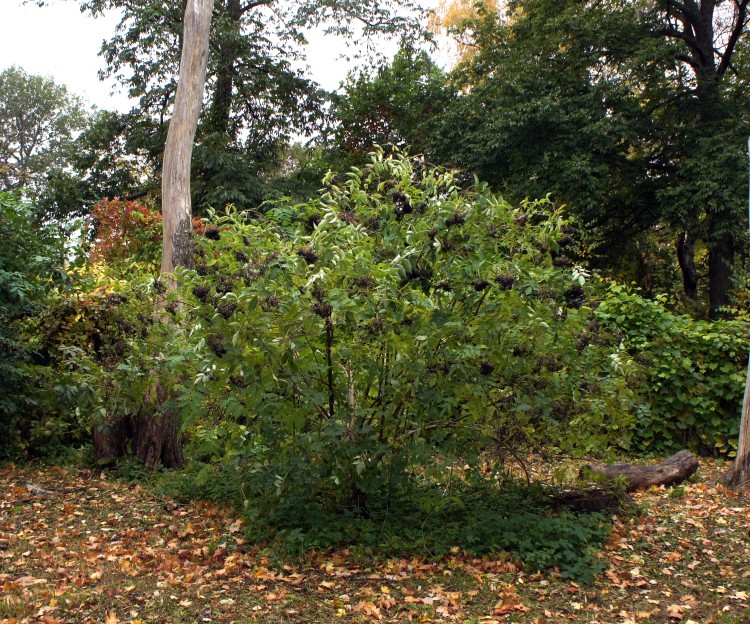 Бузина, Sambucus, местная устойчивая форма Невысокий 2-3 метра кустарник с ажурной листвой. 
- В Петербурге вполне зимостойка.
