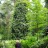 Актинидия коломикта, сеянцы, без разделения на мужские и женские растения - Актинидия коломиктав лесу, Финляндия