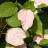 Актинидия коломикта, сеянцы, без разделения на мужские и женские растения - Актинидия коломикта, листья