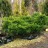 Можжевельник китайский "Минт Джулеп", Juniperus chinensis "Mint Julep" - Можжевельник китайский "Минт Джулеп", Juniperus chinensis "Mint Julep", куст после обрезки.
