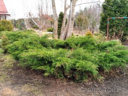 Можжевельник китайский "Минт Джулеп", Juniperus chinensis "Mint Julep"