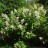 Гортензия метельчатая "Тардива", Hydrangea paniculata "Tardiva" - Hydrangea_paniculata_Tardiva_bushdg.jpg