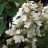 Гортензия метельчатая "Тардива", Hydrangea paniculata "Tardiva" - Hydrangea_paniculata_Tardiva_flower0o.jpg