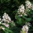 Гортензия метельчатая "Тардива", Hydrangea paniculata "Tardiva" - Hydrangea_paniculata_Tardiva_flowers4v.jpg