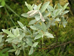 Ива  лапландская или лопарская, Salix lapponum