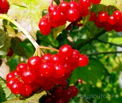Калина красная "Артем", редкая форма, действительно без горечи