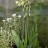 Галтония зеленоцветковая или капский гиацинт, Galtonia viridiflora - Гальтония зеленоцветковая или капский гиацинт, Galtonia viridiflora. Цветущие растения в контейнерах.