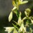 Гальтония зеленоцветковая или капский гиацинт, Galtonia viridiflora - Гальтония зеленоцветковая или капский гиацинт, Galtonia viridiflora. Соцветие.