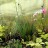 Гальтония зеленоцветковая или капский гиацинт, Galtonia viridiflora - Гальтония зеленоцветковая или капский гиацинт, Galtonia viridiflora, цветущее растение.
