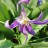 Кандык сибирский, Erythronium sibiricum - Кандык сибирский, Erythronium sibiricum