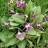 Кандык сибирский, Erythronium sibiricum - Кандык сибирский, Erythronium sibiricum