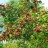 Калина красная, Viburnum opulus - Калина красная, Viburnum opulus, плодоношение
