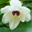 Магнолия Зибольда, Magnolia sieboldii,  местная устойчивая форма - Магнолия Зибольда, Magnolia sieboldii,
цветок