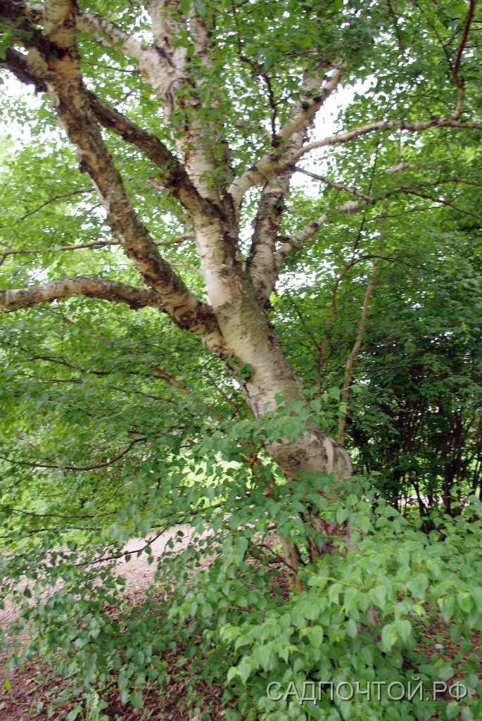Береза камчатская или Эрмана или каменная, Betula kamtschatica