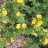 Лапчатка кустарниковая  "Tangerie", Potentilla fruticosa "Tangerie" - Лапчатка кустарниковая  "Tangerie", Potentilla fruticosa "Tangerie", цветение.