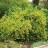 Смородина золотистая, садовая форма, Ribes aureum - Ribes aureum_bush.jpg