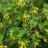 Смородина золотистая, садовая форма, Ribes aureum - Ribes aureum_flower.jpg