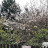 Вишня разрезная (сакура) Фудзи, Prunus incisa, цветение Вишня разрезная (сакура) Фудзи, Prunus incisa, сеянцы из местных семян - Вишня разрезная (сакура) Фудзи, Prunus incisa, цветение