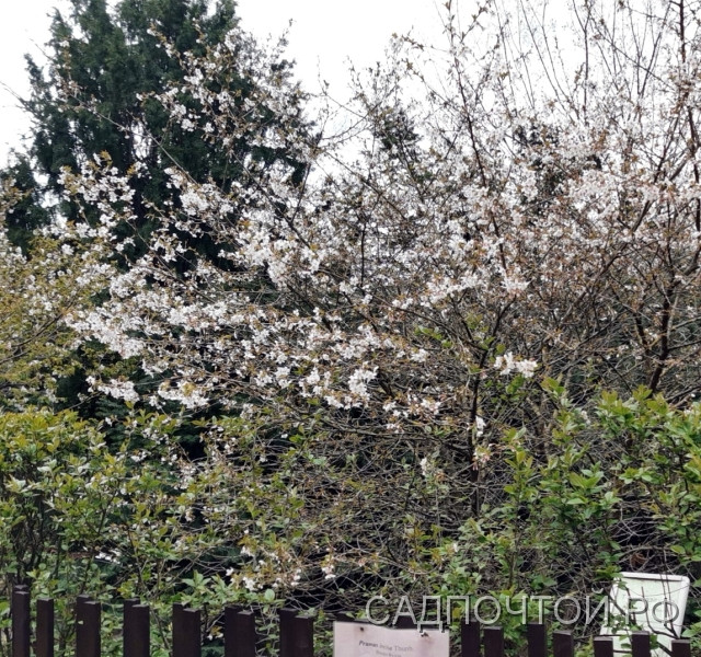 Вишня разрезная (сакура) Фудзи, Prunus incisa, сеянцы из местных семян 
Эндемичный японский вид вишни с эффектным весенним цветением: воздушные соцветия создают в саду атмосферу японского сада.
- Саженцы выращены из косточек вишни Фудзи, растущей в Петербурге.
- Цветёт в апреле–мае до распускания листьев; цветки бело‑розоватые, собраны в небольшие кисти.
- Декоративный эффект дают обильное цветение и изящная форма кроны; осенью листва становится ярко‑оранжевой и красной.
- Высота 2,5–3 м, ширина 2–2,5 м; растёт умеренно, крона округлая, компактная.
- Лучше сажать на защищённые от ветра места; почва рыхлая, без застоя влаги.

