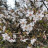 Вишня разрезная (сакура) Фудзи, Prunus incisa, цветки Вишня разрезная (сакура) Фудзи, Prunus incisa, сеянцы из местных семян - Вишня разрезная (сакура) Фудзи, Prunus incisa, цветки