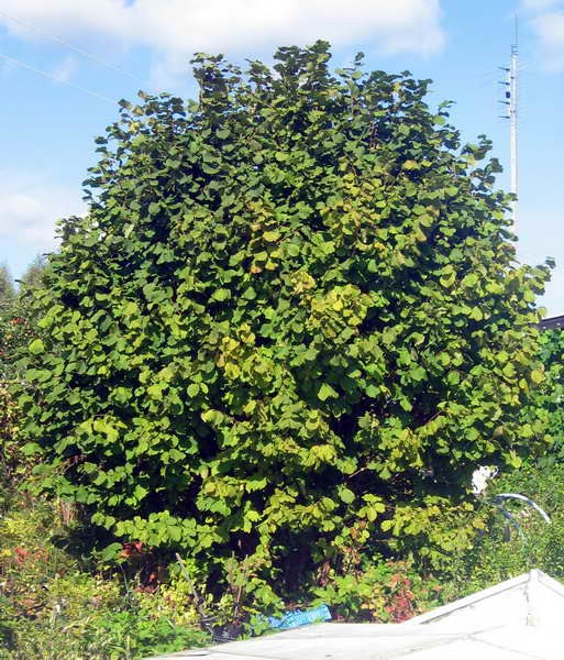 Лещина обыкновенная (орешник), Corylus avellana, набор из 3 растений Абсолютно зимостойкий плодовый кустарник. Обычно орешник представляет собой многоствольный кустарник высотой 3 - 5 метров. Лещину можно выращивать также в один ствол в виде дерева.- Орешник прекрасно зимует в нашей зоне.- Мощное, красивое растение. Листва летом темно зеленая, осенью краснеет. Скорость роста у орешника увеличивается по мере развития корневой системы.- Лещина вступает в плодоношение в возрасте 7-8 лет. На каждом растении имеются как мужские цветы (сережки), так и женские цветы.- Для улучшения плодоношения желательно иметь на участке 2-3 растения. Особенно декоративна лещина во время цветения и созревания плодов. Крона у орешника широкая, округлая. Цветет лещина в марте-апреле, до распускания листьев. Тычиночные сережки желтые, до 5 см. Плоды – орехи, собраны по 2-5 штук, созревают в августе-сентябре. Растет Лещина быстро. Теневынослива. На фото - урожай с одного куста.