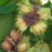 Лещина обыкновенная (орешник), Corylus avellana, набор из 3 растений - Сorylus_avellana_nuts_2.jpg