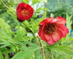 Пион древовидный Делавея, Paeonia delavayi, сеянцы из местных семян