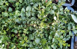 Вербейник монетчатый или луговой чай, форма с зелеными листьями, Lysimachia nummularia