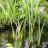 Аир, форма с бело-зелеными листьями, Acorus calamus - Аир болотный, форма с бело-зелеными листьями, Acorus calamus