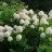 Гортензия метельчатая "Грандифлора" ("Grandiflora") - Гортензия метельчатая "Грандифлора", Нydrangea paniculata "Grandiflora", общий вид.
