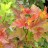 Пузыреплодник калинолистный "Эмбе Джубили" - Пузыреплодник калинолистный "Эмбе Джубили", изменение цвета листьев.